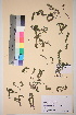  ( - TROM_V_120709_sg)  @11 [ ] CreativeCommons - Attribution Non-Commercial Share-Alike (2017) Unspecified Tromsø University Museum