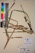  ( - TROM_V_12114_sg)  @11 [ ] CreativeCommons - Attribution Non-Commercial Share-Alike (2017) Unspecified Tromsø University Museum