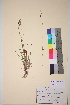  ( - TROM_V_123988_sg)  @11 [ ] CreativeCommons - Attribution Non-Commercial Share-Alike (2017) Unspecified Tromsø University Museum