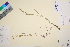  ( - TROM_V_126227_sg)  @11 [ ] CreativeCommons - Attribution Non-Commercial Share-Alike (2016) Unspecified Tromso University Museum