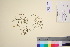  ( - TROM_V_126808_sg)  @11 [ ] CreativeCommons - Attribution Non-Commercial Share-Alike (2016) Unspecified Tromso University Museum