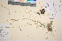  (Trisetum subalpestre - TROM_V_13226_sg)  @11 [ ] CreativeCommons - Attribution Non-Commercial Share-Alike (2016) Unspecified Tromsø University Museum