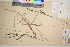  ( - TROM_V_13313_sg)  @11 [ ] CreativeCommons - Attribution Non-Commercial Share-Alike (2016) Unspecified Tromsø University Museum