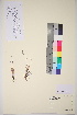  ( - TROM_V_134592_sg)  @11 [ ] CreativeCommons - Attribution Non-Commercial Share-Alike (2017) Unspecified Tromsø University Museum
