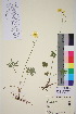  (Ranunculus subborealis - TROM_V_134645_sg)  @11 [ ] CreativeCommons - Attribution Non-Commercial Share-Alike (2016) Unspecified Tromso University Museum