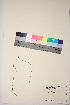 ( - TROM_V_135197_sg)  @11 [ ] CreativeCommons - Attribution Non-Commercial Share-Alike (2017) Unspecified Tromsø University Museum