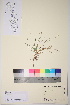  ( - TROM_V_135598_sg)  @11 [ ] CreativeCommons - Attribution Non-Commercial Share-Alike (2017) Unspecified Tromsø University Museum