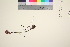  ( - TROM_V_135629_sg)  @11 [ ] CreativeCommons - Attribution Non-Commercial Share-Alike (2016) Unspecified Tromso University Museum