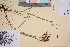 ( - TROM_V_135708_sg)  @11 [ ] CreativeCommons - Attribution Non-Commercial Share-Alike (2017) Unspecified Tromsø University Museum