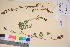  ( - TROM_V_135761_sg)  @11 [ ] CreativeCommons - Attribution Non-Commercial Share-Alike (2017) Unspecified Tromsø University Museum