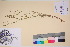  (Linum perenne - TROM_V_135817_sg)  @11 [ ] CreativeCommons - Attribution Non-Commercial Share-Alike (2017) Unspecified Tromsø University Museum