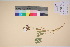 ( - TROM_V_135819_sg)  @11 [ ] CreativeCommons - Attribution Non-Commercial Share-Alike (2017) Unspecified Tromsø University Museum