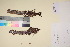  ( - TROM_V_135844_sg)  @11 [ ] CreativeCommons - Attribution Non-Commercial Share-Alike (2017) Unspecified Tromsø University Museum