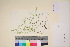  (Potamogeton pusillus groenlandicus - TROM_V_135850_sg)  @11 [ ] CreativeCommons - Attribution Non-Commercial Share-Alike (2017) Unspecified Tromsø University Museum