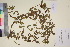  ( - TROM_V_135851_sg)  @11 [ ] CreativeCommons - Attribution Non-Commercial Share-Alike (2017) Unspecified Tromsø University Museum