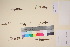  ( - TROM_V_135874_sg)  @11 [ ] CreativeCommons - Attribution Non-Commercial Share-Alike (2017) Unspecified Tromsø University Museum