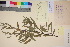  (Salix kolymensis - TROM_V_135898_sg)  @11 [ ] CreativeCommons - Attribution Non-Commercial Share-Alike (2017) Unspecified Tromsø University Museum