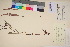  ( - TROM_V_135901_sg)  @11 [ ] CreativeCommons - Attribution Non-Commercial Share-Alike (2017) Unspecified Tromsø University Museum