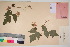  ( - TROM_V_135903_sg)  @11 [ ] CreativeCommons - Attribution Non-Commercial Share-Alike (2017) Unspecified Tromsø University Museum