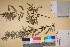  ( - TROM_V_135907_sg)  @11 [ ] CreativeCommons - Attribution Non-Commercial Share-Alike (2017) Unspecified Tromsø University Museum