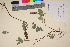  (Salix arctophila - TROM_V_135908_sg)  @11 [ ] CreativeCommons - Attribution Non-Commercial Share-Alike (2017) Unspecified Tromsø University Museum
