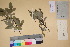  (Salix commutata - TROM_V_135909_sg)  @11 [ ] CreativeCommons - Attribution Non-Commercial Share-Alike (2017) Unspecified Tromsø University Museum