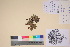  (Salix phlebophylla - TROM_V_135912_sg)  @11 [ ] CreativeCommons - Attribution Non-Commercial Share-Alike (2017) Unspecified Tromsø University Museum