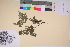  (Salix pulchra - TROM_V_135914_sg)  @11 [ ] CreativeCommons - Attribution Non-Commercial Share-Alike (2017) Unspecified Tromsø University Museum