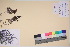 ( - TROM_V_135919_sg)  @11 [ ] CreativeCommons - Attribution Non-Commercial Share-Alike (2017) Unspecified Tromsø University Museum