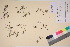  (Ranunculus confervoides - TROM_V_135926_sg)  @11 [ ] CreativeCommons - Attribution Non-Commercial Share-Alike (2017) Unspecified Tromsø University Museum