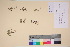  (Ranunculus sabinei - TROM_V_135928_sg)  @11 [ ] CreativeCommons - Attribution Non-Commercial Share-Alike (2017) Unspecified Tromsø University Museum
