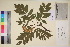  ( - TROM_V_135944_sg)  @11 [ ] CreativeCommons - Attribution Non-Commercial Share-Alike (2017) Unspecified Tromsø University Museum