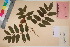  ( - TROM_V_135945_sg)  @11 [ ] CreativeCommons - Attribution Non-Commercial Share-Alike (2017) Unspecified Tromsø University Museum