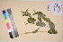  ( - TROM_V_135947_sg)  @11 [ ] CreativeCommons - Attribution Non-Commercial Share-Alike (2017) Unspecified Tromsø University Museum