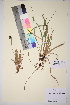  ( - TROM_V_136184_sg)  @11 [ ] CreativeCommons - Attribution Non-Commercial Share-Alike (2017) Unspecified Tromsø University Museum