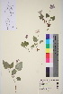  (Viola canina ssp canina - TROM_V_140843_sg)  @11 [ ] CreativeCommons - Attribution Non-Commercial Share-Alike (2015) Unspecified Tromsø University Museum