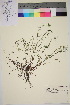  ( - TROM_V_140986_sg)  @11 [ ] CreativeCommons - Attribution Non-Commercial Share-Alike (2016) Unspecified Tromso University Museum
