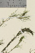  ( - TROM_V_140986_sg)  @11 [ ] CreativeCommons - Attribution Non-Commercial Share-Alike (2016) Unspecified Tromso University Museum
