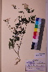  ( - TROM_V_143436_sg)  @11 [ ] CreativeCommons - Attribution Non-Commercial Share-Alike (2018) Unspecified Tromsø University Museum
