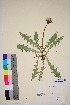  (Taraxacum pholidocarpum - TROM_V_145452_sg)  @11 [ ] CreativeCommons - Attribution Non-Commercial Share-Alike (2016) Unspecified Tromso University Museum