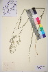  ( - TROM_V_145699_sg)  @11 [ ] CreativeCommons - Attribution Non-Commercial Share-Alike (2017) Unspecified Tromsø University Museum