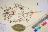  ( - TROM_V_145882_sg)  @11 [ ] CreativeCommons - Attribution Non-Commercial Share-Alike (2017) Unspecified Tromsø University Museum