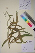  ( - TROM_V_145940_sg)  @11 [ ] CreativeCommons - Attribution Non-Commercial Share-Alike (2018) Unspecified Tromsø University Museum