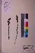  ( - TROM_V_146677_sg)  @11 [ ] CreativeCommons - Attribution Non-Commercial Share-Alike (2018) Unspecified Tromsø University Museum