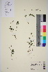  ( - TROM_V_147239_sg)  @11 [ ] CreativeCommons - Attribution Non-Commercial Share-Alike (2015) Unspecified Tromsø University Museum