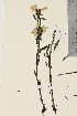  ( - TROM_V_147240_sg)  @11 [ ] CreativeCommons - Attribution Non-Commercial Share-Alike (2016) Unspecified Tromso University Museum