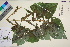  ( - TROM_V_148263_sg)  @11 [ ] CreativeCommons - Attribution Non-Commercial Share-Alike (2016) Unspecified Tromso University Museum