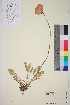  ( - TROM_V_148735_sg)  @11 [ ] CreativeCommons - Attribution Non-Commercial Share-Alike (2016) Unspecified Tromso University Museum