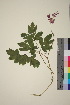  (Lamprocapnos - TROM_V_148775_sg)  @11 [ ] CreativeCommons - Attribution Non-Commercial Share-Alike (2018) Unspecified Tromsø University Museum