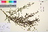 ( - TROM_V_148856_sg)  @11 [ ] CreativeCommons - Attribution Non-Commercial Share-Alike (2016) Unspecified Tromso University Museum